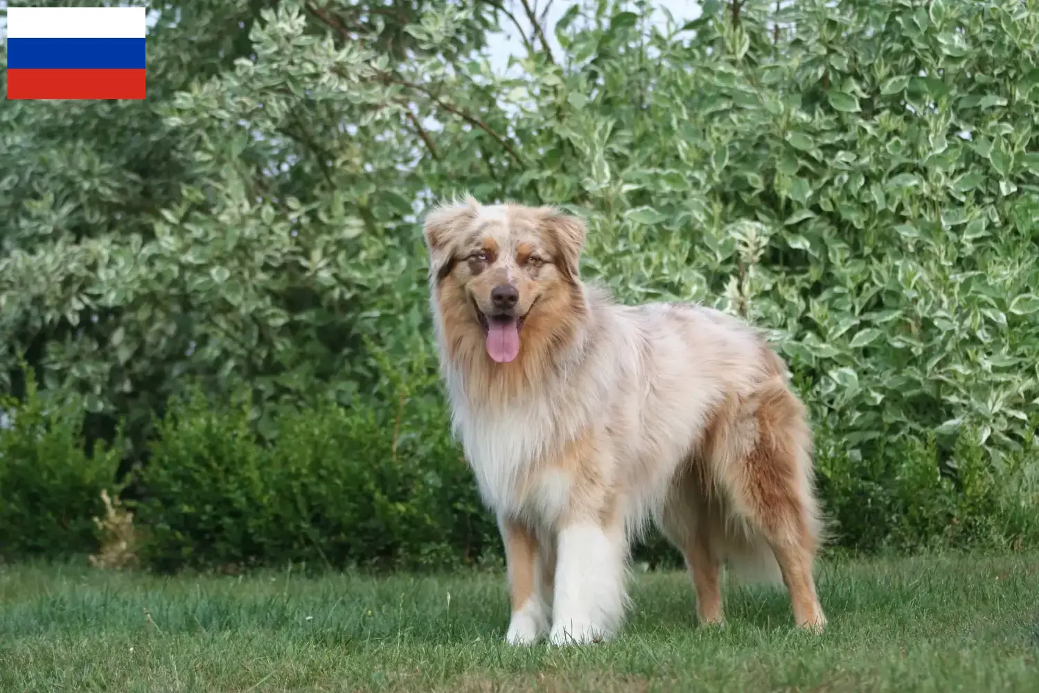 Australian Shepherd puppy's en fokkers Rusland Hier vind je Australian Shepherd fokkers in Rusland.