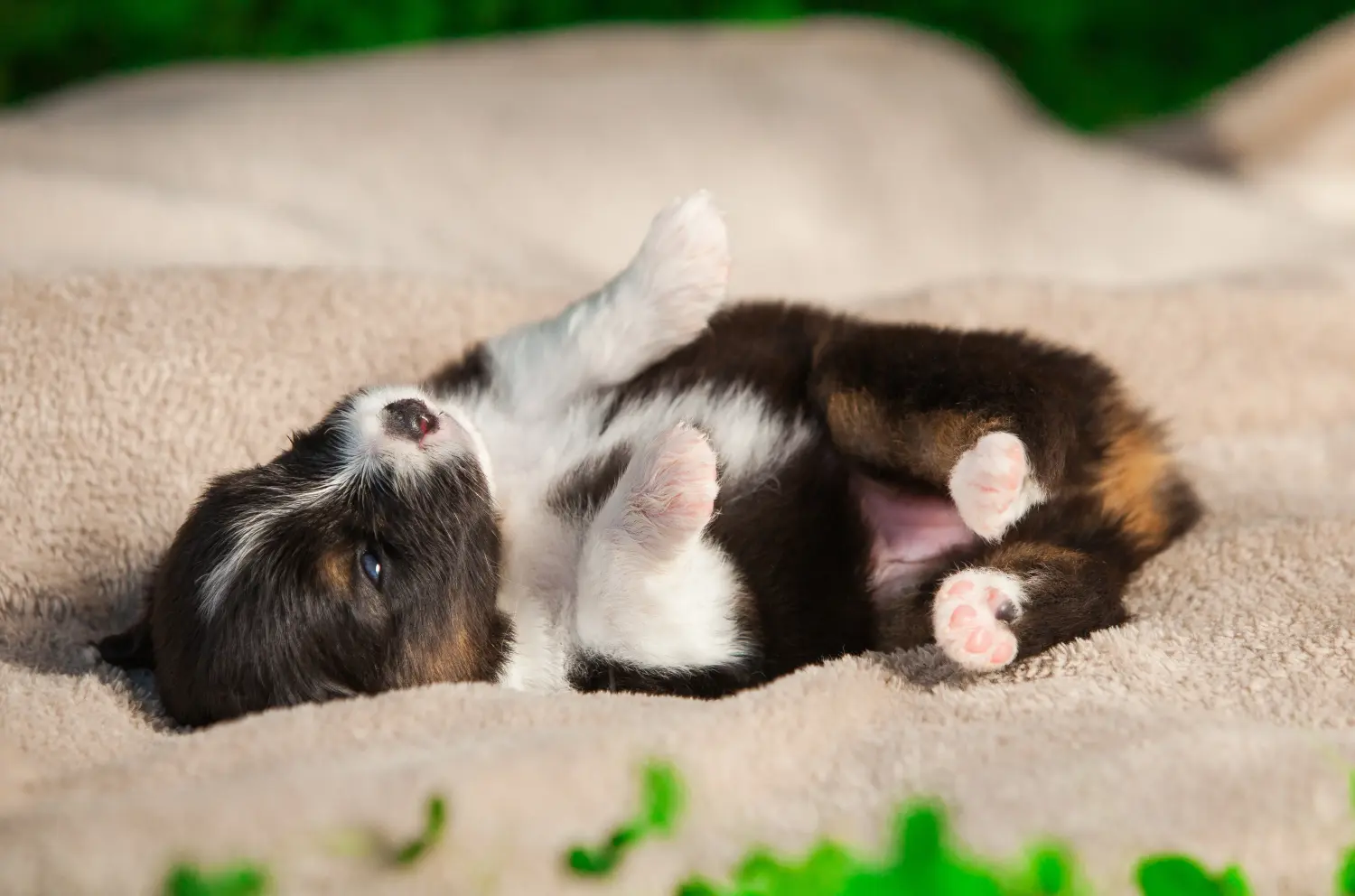 Een Australian Shepherd puppy kopen betekent verantwoordelijkheid nemen! Australische herder puppy's kopen.