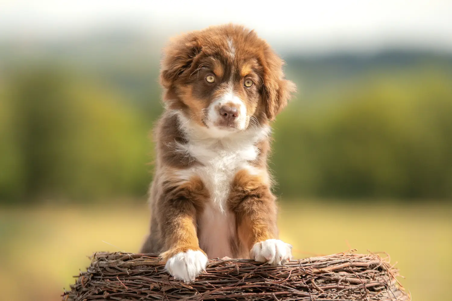 Een Australian Shepherd puppy kopen betekent verantwoordelijkheid nemen! Australische herder puppy's kopen.