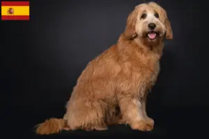 Lees meer over het artikel Australische cobberhond fokkers en pups in Spanje