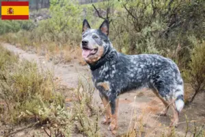Lees meer over het artikel Australische Runderhonden fokkers en puppies in Spanje