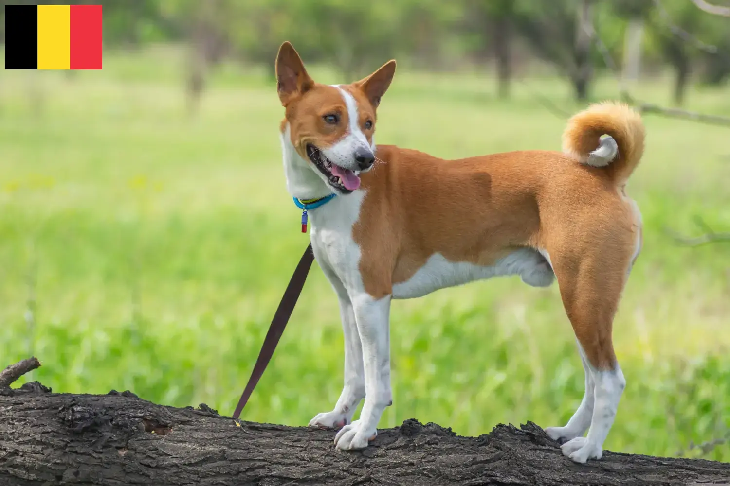 Basenji pups en fokkers België Hier vind je Basenji fokkers in België.
