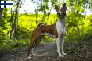 Lees meer over het artikel Basenji fokkers en pups in Finland