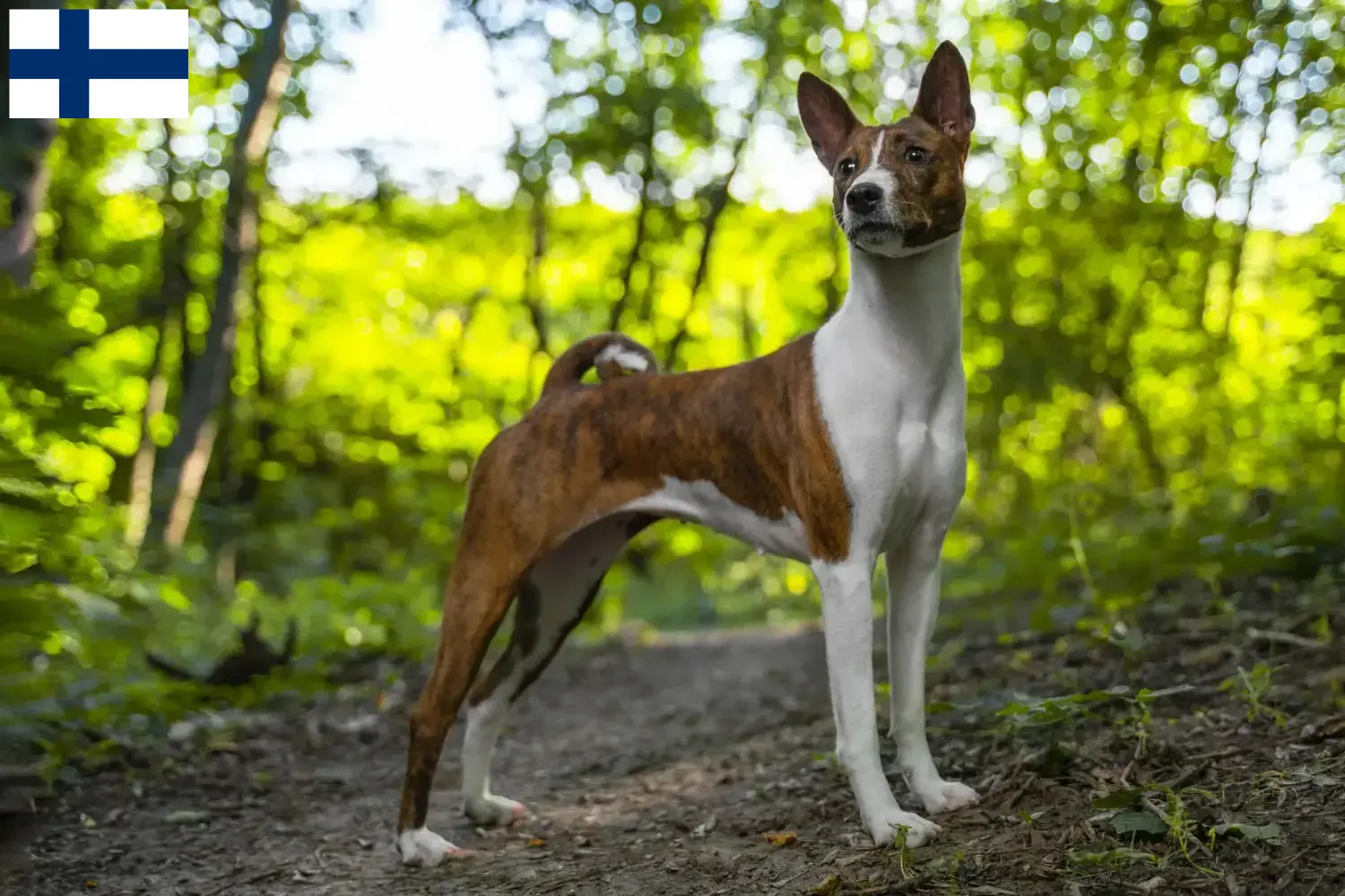 Basenji pups en fokkers Finland Hier vind je Basenji fokkers in Finland.