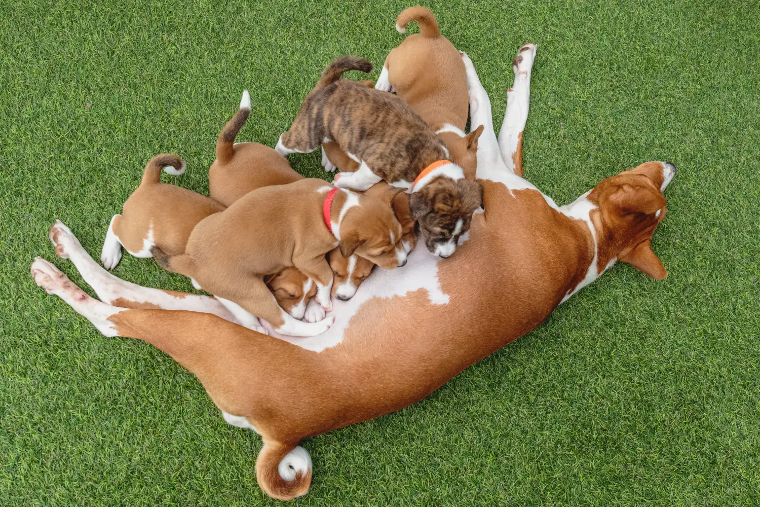 Een Basenji puppy kopen betekent verantwoordelijkheid nemen! Basenji puppy kopen.