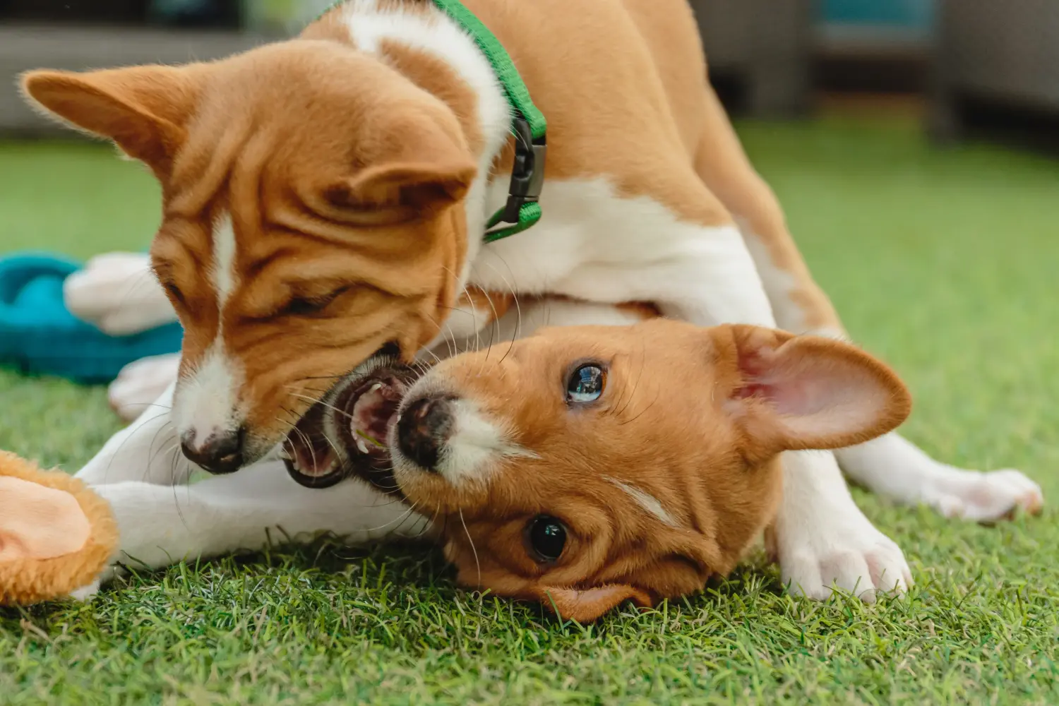 Een Basenji puppy kopen betekent verantwoordelijkheid nemen! Basenji puppy kopen.