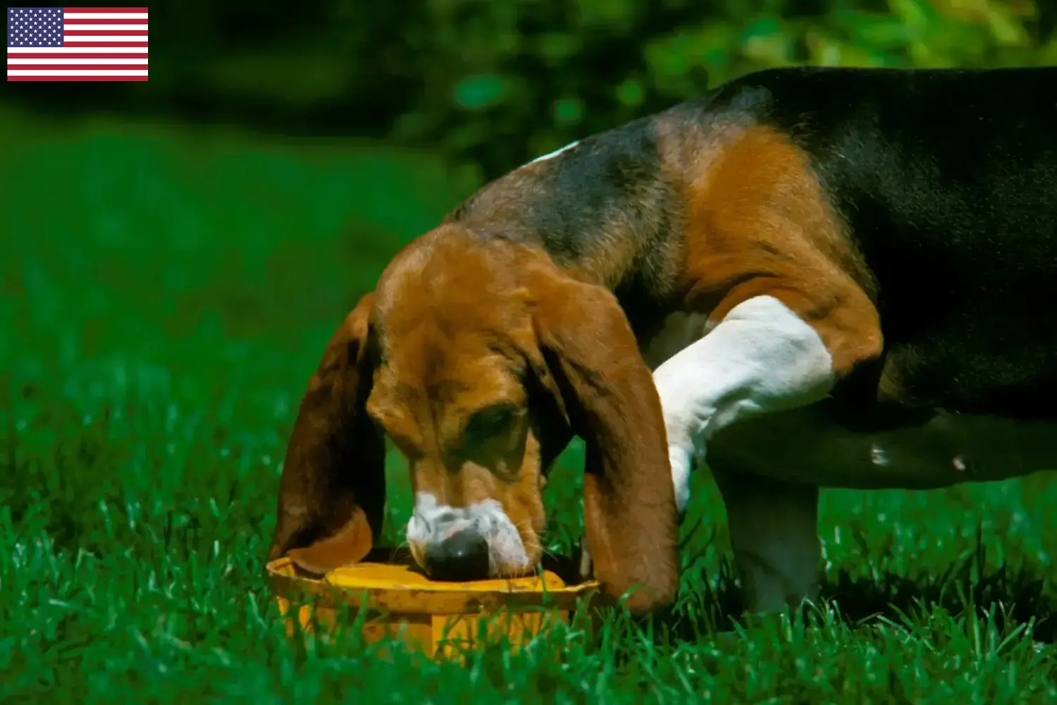Lees meer over het artikel Basset Artésien Normand fokkers en pups in de VS