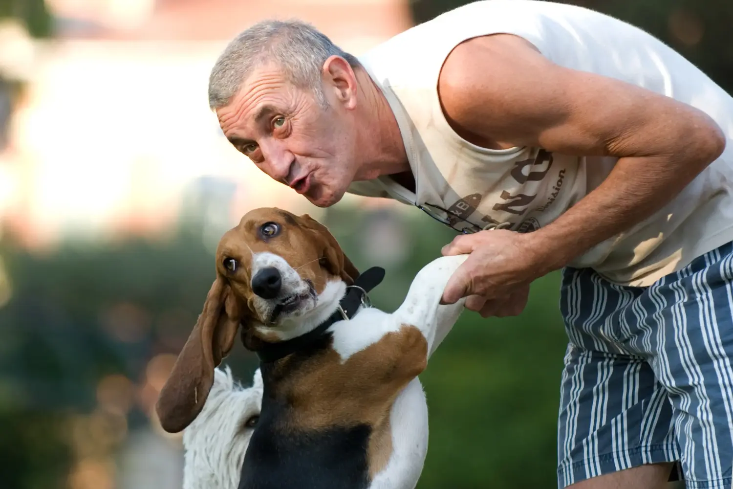 Basset Artésien Normand - Mijn liefde voor dit hondenras. Waarom ik van Basset Artésien Normand hou