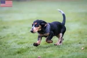 Lees meer over het artikel Basset bleu de Gascogne fokkers en puppies in de VS