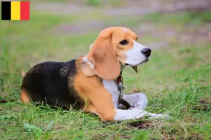 Lees meer over het artikel Beagle Harrier fokkers en pups in België