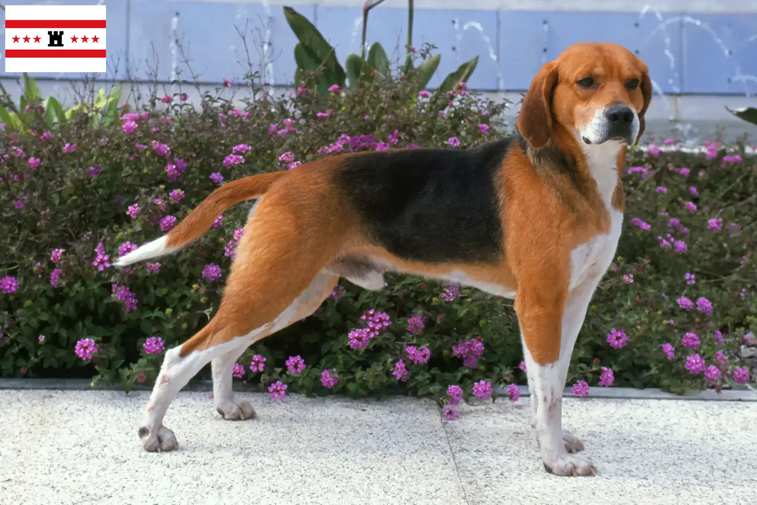 Lees meer over het artikel Beagle Harrier fokkers en pups in Drenthe