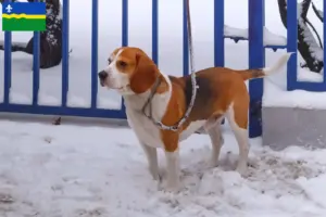 Lees meer over het artikel Beagle Harrier fokkers en pups in Flevoland