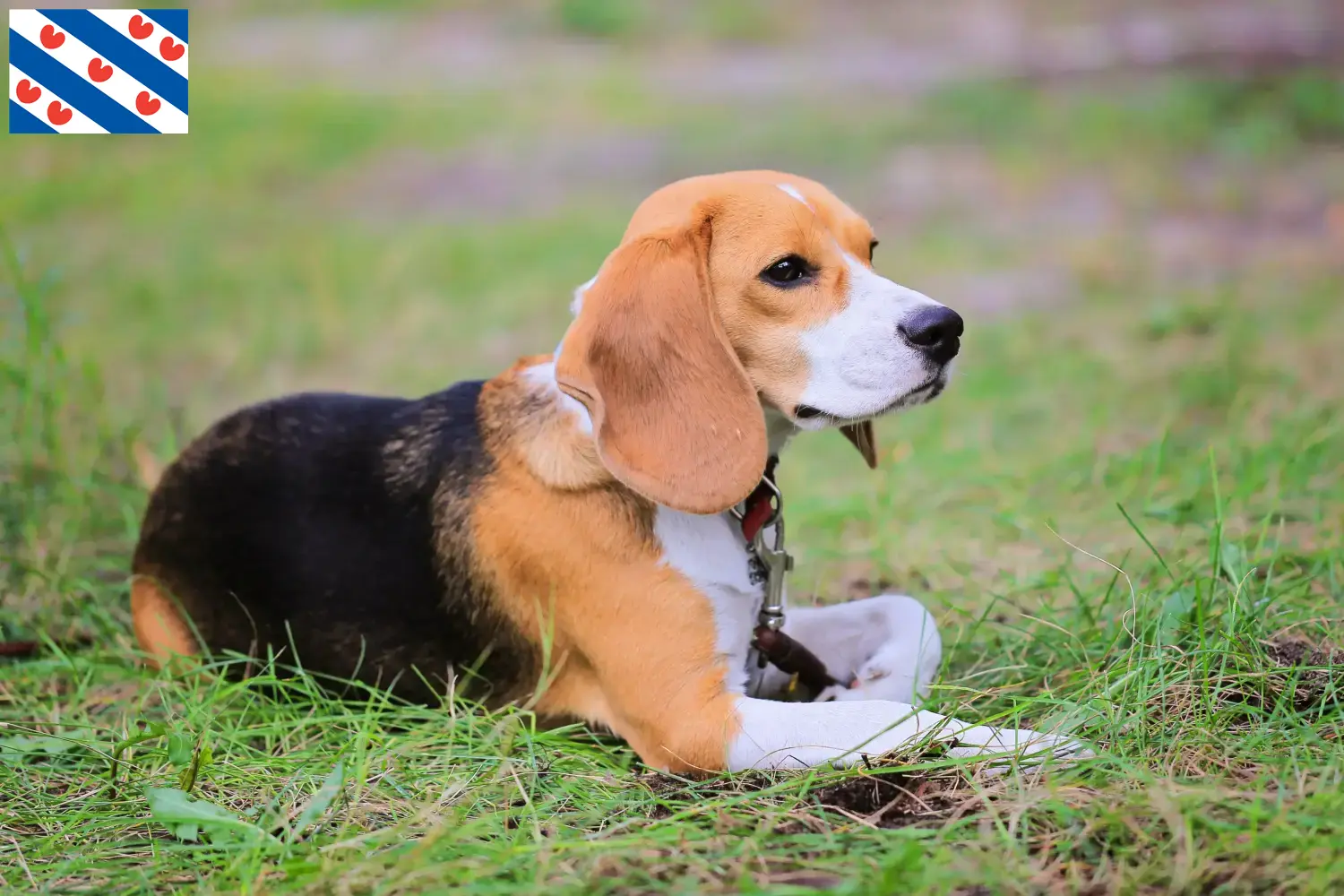 Lees meer over het artikel Beagle Harrier fokkers en pups in Friesland