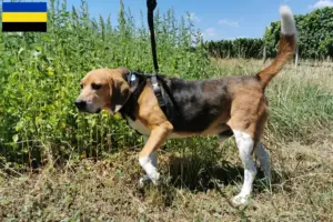 Lees meer over het artikel Beagle Harrier fokkers en pups in Gelderland