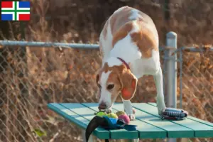 Lees meer over het artikel Beagle Harrier fokkers en pups in Groningen