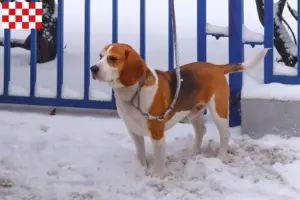 Lees meer over het artikel Beagle Harrier fokkers en pups in Noord-Brabant