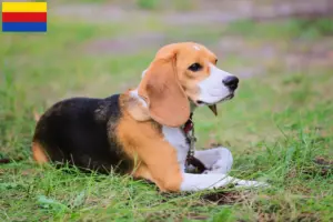 Lees meer over het artikel Beagle Harrier fokkers en pups in Noord-Holland