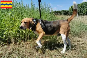 Lees meer over het artikel Beagle Harrier fokkers en pups in Overijssel