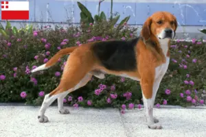 Lees meer over het artikel Beagle Harrier fokkers en pups in Utrecht