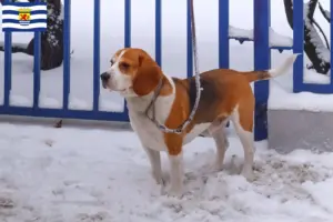 Lees meer over het artikel Beagle Harrier fokkers en pups in Zeeland