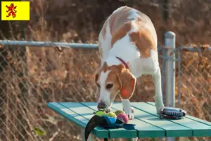 Lees meer over het artikel Beagle Harrier fokkers en pups in Zuid-Holland