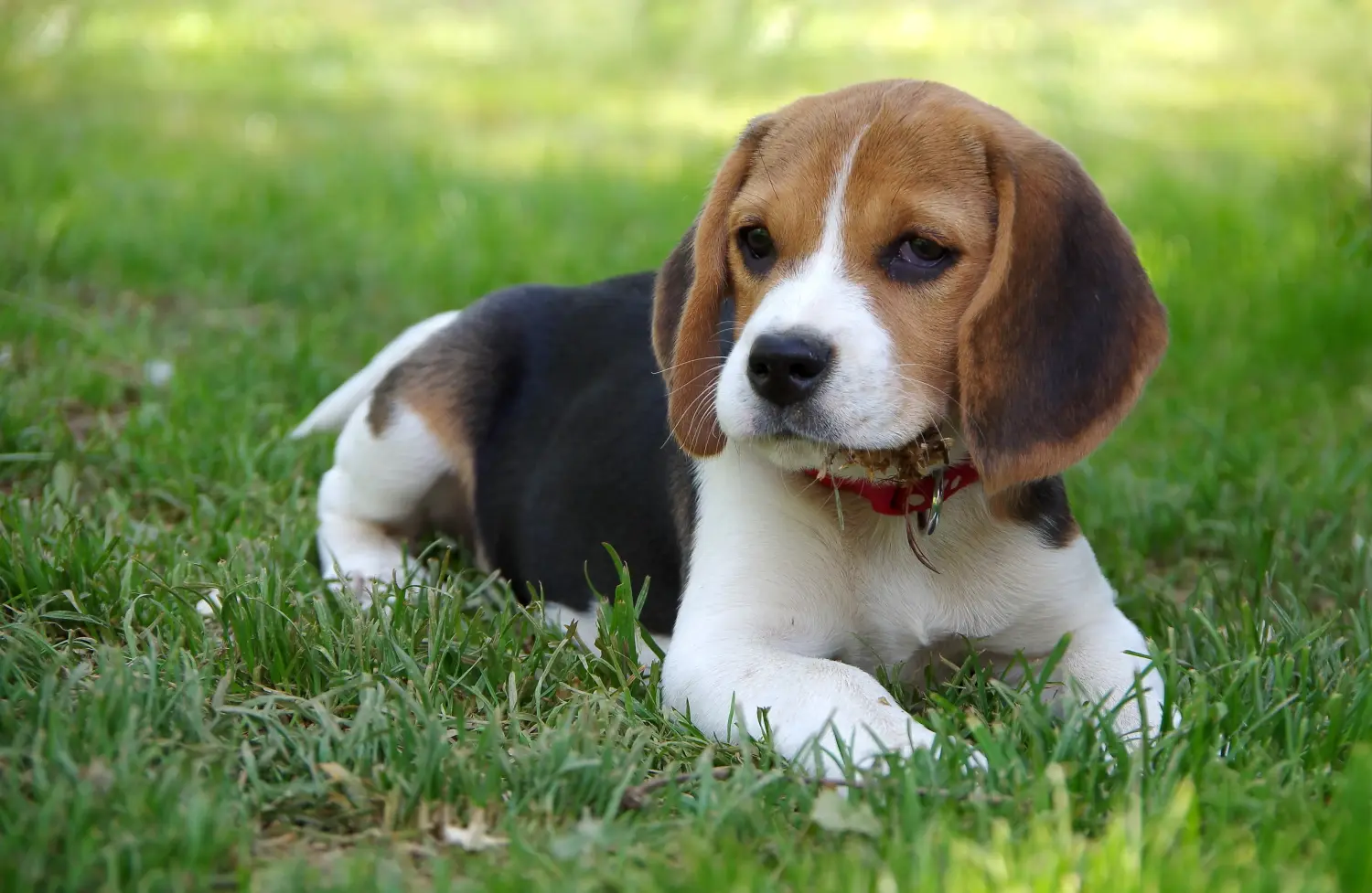 Een Beagle puppy kopen betekent verantwoordelijkheid nemen! Beagle puppy kopen.