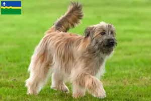 Lees meer over het artikel Berger des Pyrenees fokkers en pups in Flevoland