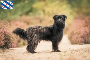 Lees meer over het artikel Berger des Pyrenees fokkers en pups in Friesland