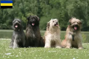 Lees meer over het artikel Berger des Pyrenees fokkers en pups in Gelderland