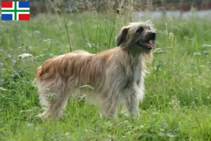 Lees meer over het artikel Berger des Pyrenees fokkers en pups in Groningen