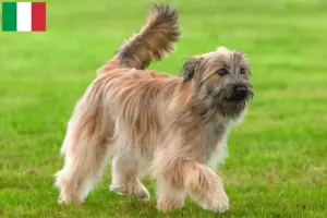 Lees meer over het artikel Berger des Pyrenees fokkers en pups in Italië