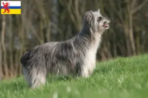 Lees meer over het artikel Berger des Pyrenees fokkers en pups in Limburg