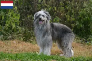 Lees meer over het artikel Berger des Pyrenees fokkers en pups in Nederland