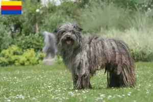 Lees meer over het artikel Berger des Pyrenees fokkers en pups in Noord-Holland