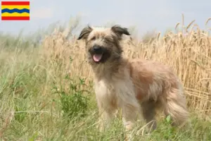 Lees meer over het artikel Berger des Pyrenees fokkers en pups in Overijssel