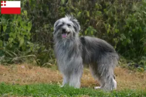 Lees meer over het artikel Berger des Pyrenees fokkers en pups in Utrecht