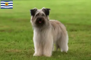 Lees meer over het artikel Berger des Pyrenees fokkers en pups in Zeeland