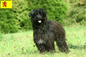 Lees meer over het artikel Berger des Pyrenees fokkers en pups in Zuid-Holland