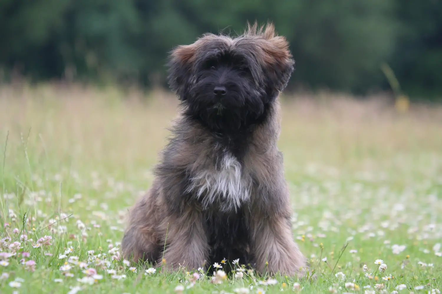 Een Berger des Pyrenees puppy kopen betekent verantwoordelijkheid nemen! Koop Berger des Pyrenees puppy's.