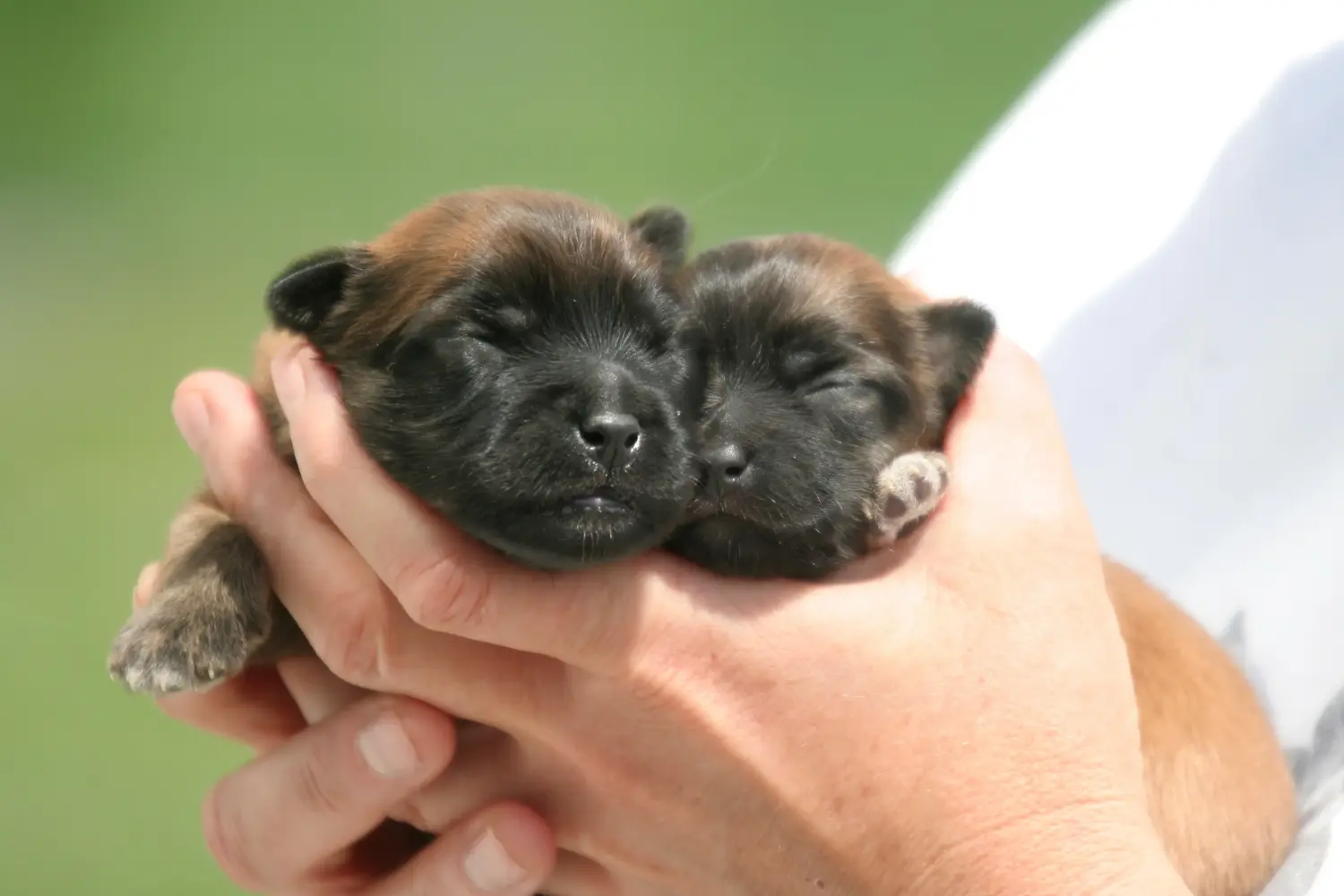 Een Berger des Pyrenees puppy kopen betekent verantwoordelijkheid nemen! Koop Berger des Pyrenees puppy's.