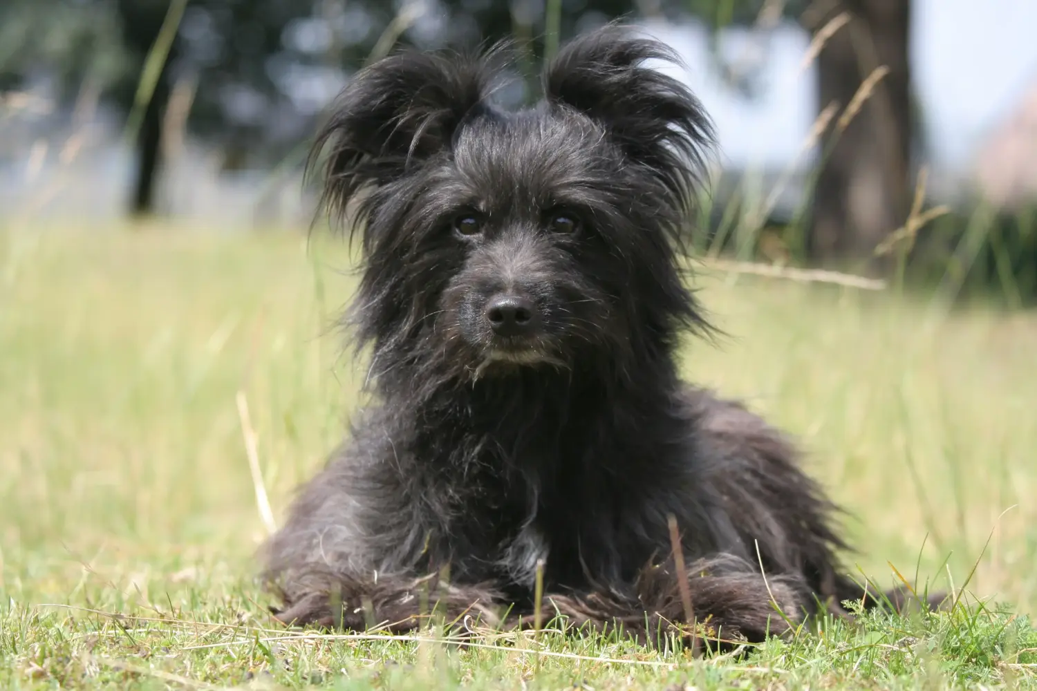 Een Berger des Pyrenees puppy kopen betekent verantwoordelijkheid nemen! Koop Berger des Pyrenees puppy's.