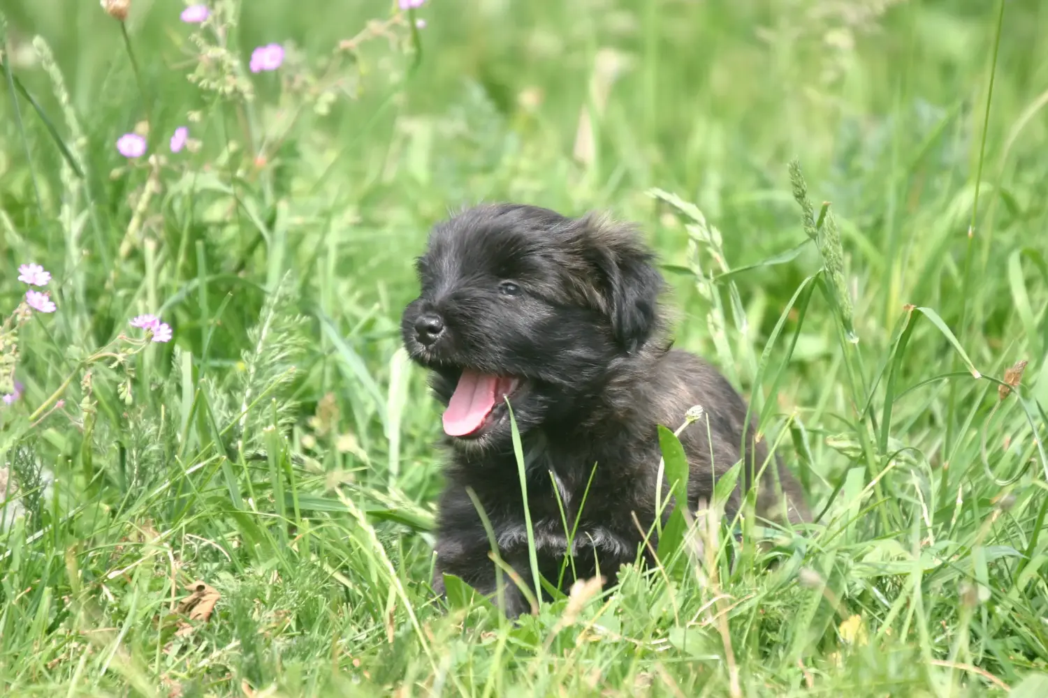 Een Berger des Pyrenees puppy kopen betekent verantwoordelijkheid nemen! Koop Berger des Pyrenees puppy's.