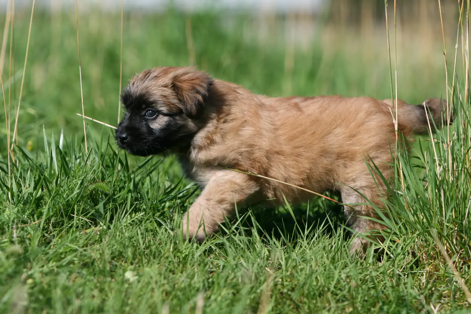 Een Berger des Pyrenees puppy kopen betekent verantwoordelijkheid nemen! Koop Berger des Pyrenees puppy's.
