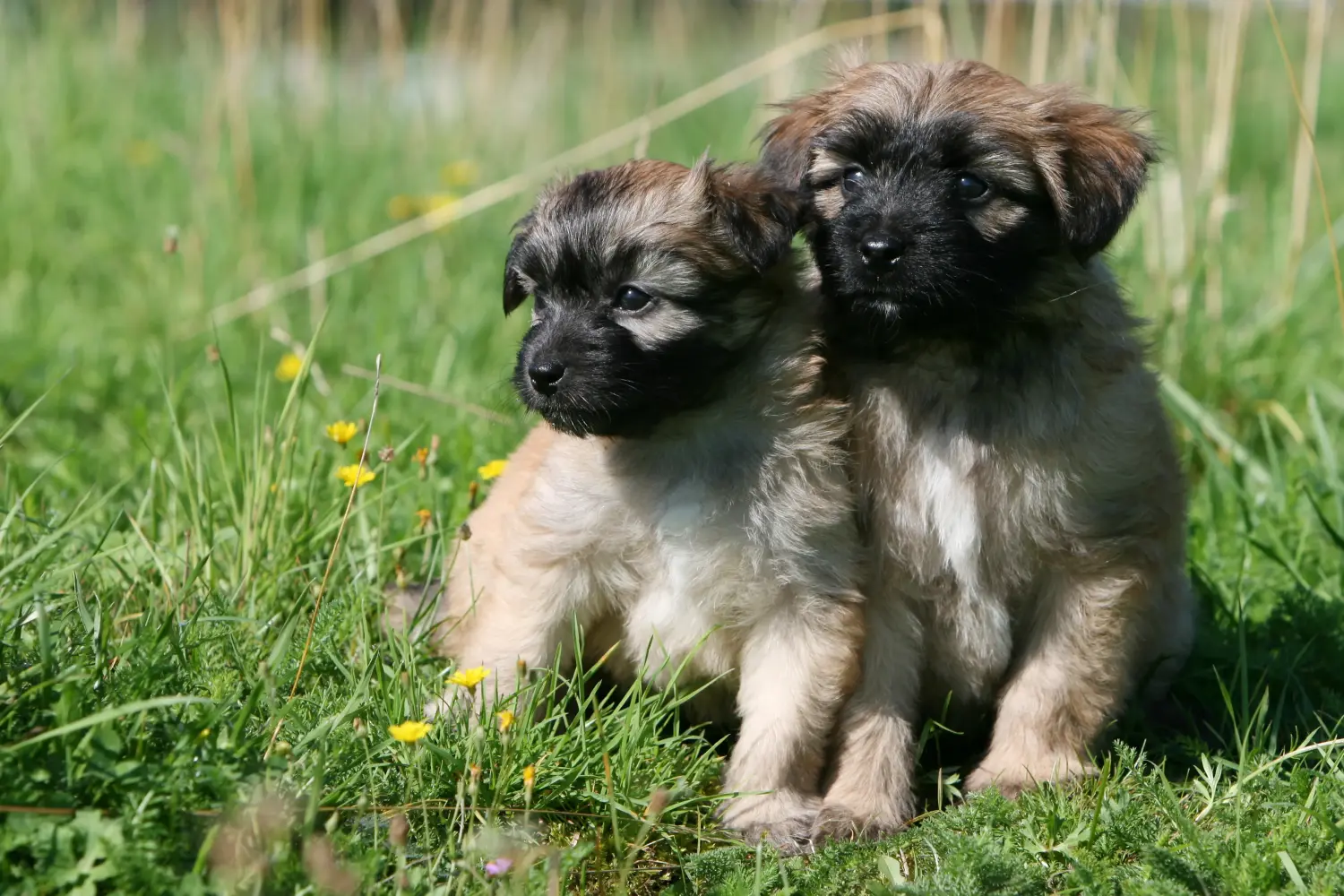 Een Berger des Pyrenees puppy kopen betekent verantwoordelijkheid nemen! Koop Berger des Pyrenees puppy's.