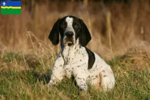 Lees meer over het artikel Braque d’Auvergne fokkers en puppies in Flevoland