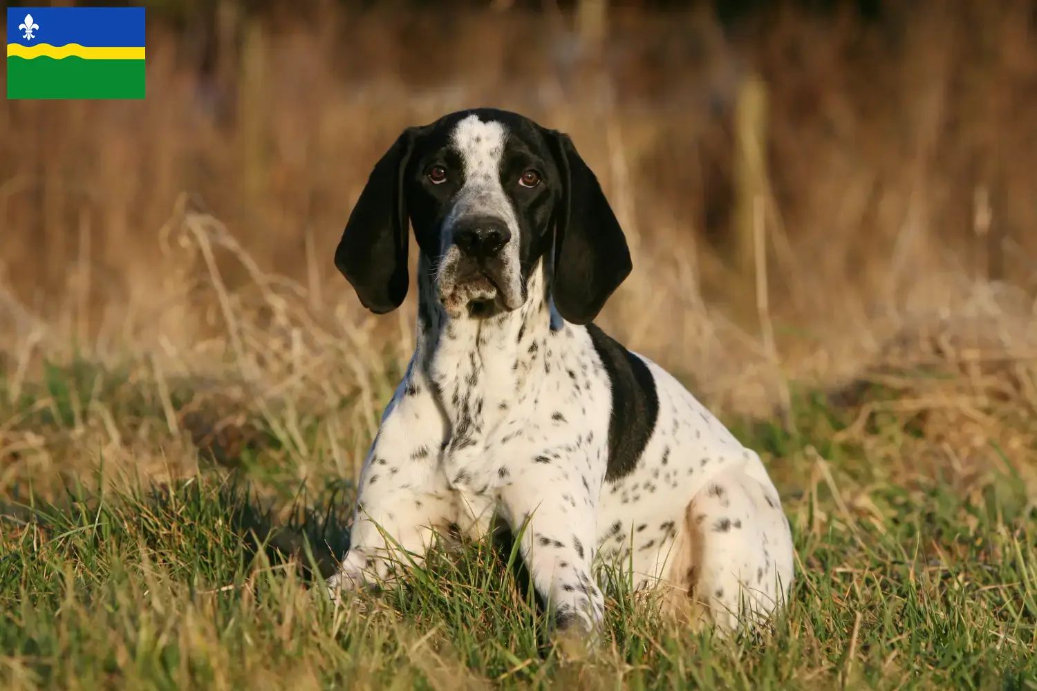 Lees meer over het artikel Braque d’Auvergne fokkers en puppies in Flevoland