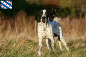 Lees meer over het artikel Braque d’Auvergne fokkers en pups in Friesland