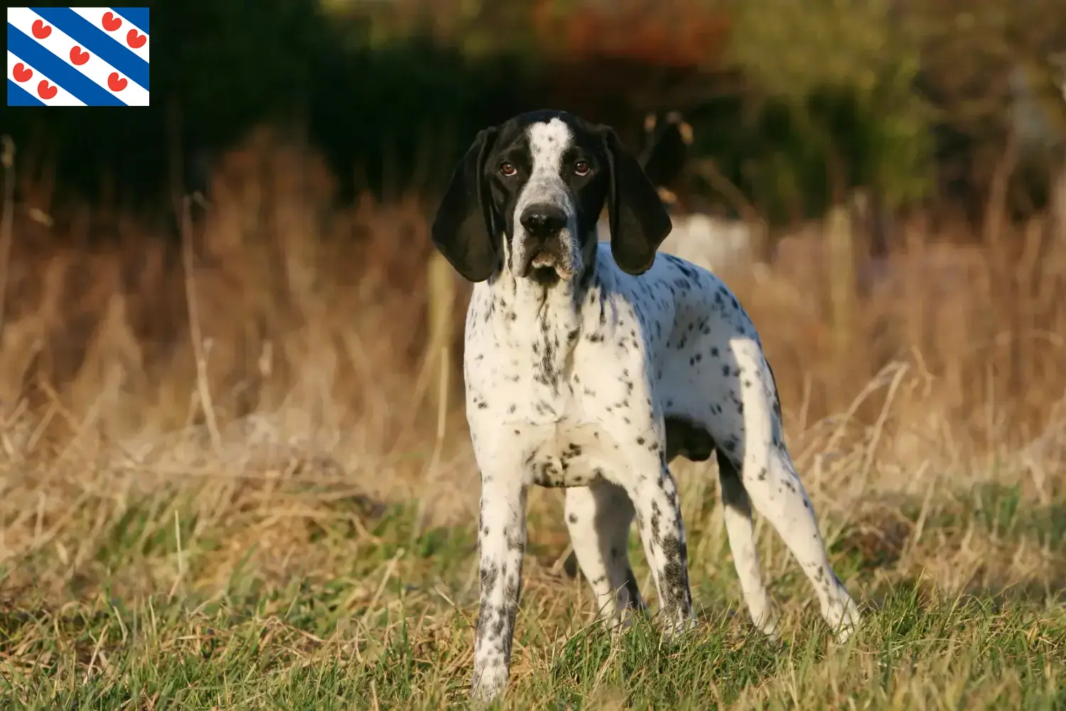 Braque d'Auvergne pups en fokkers Friesland Zoek fokkers van Braque d'Auvergne in Friesland.
