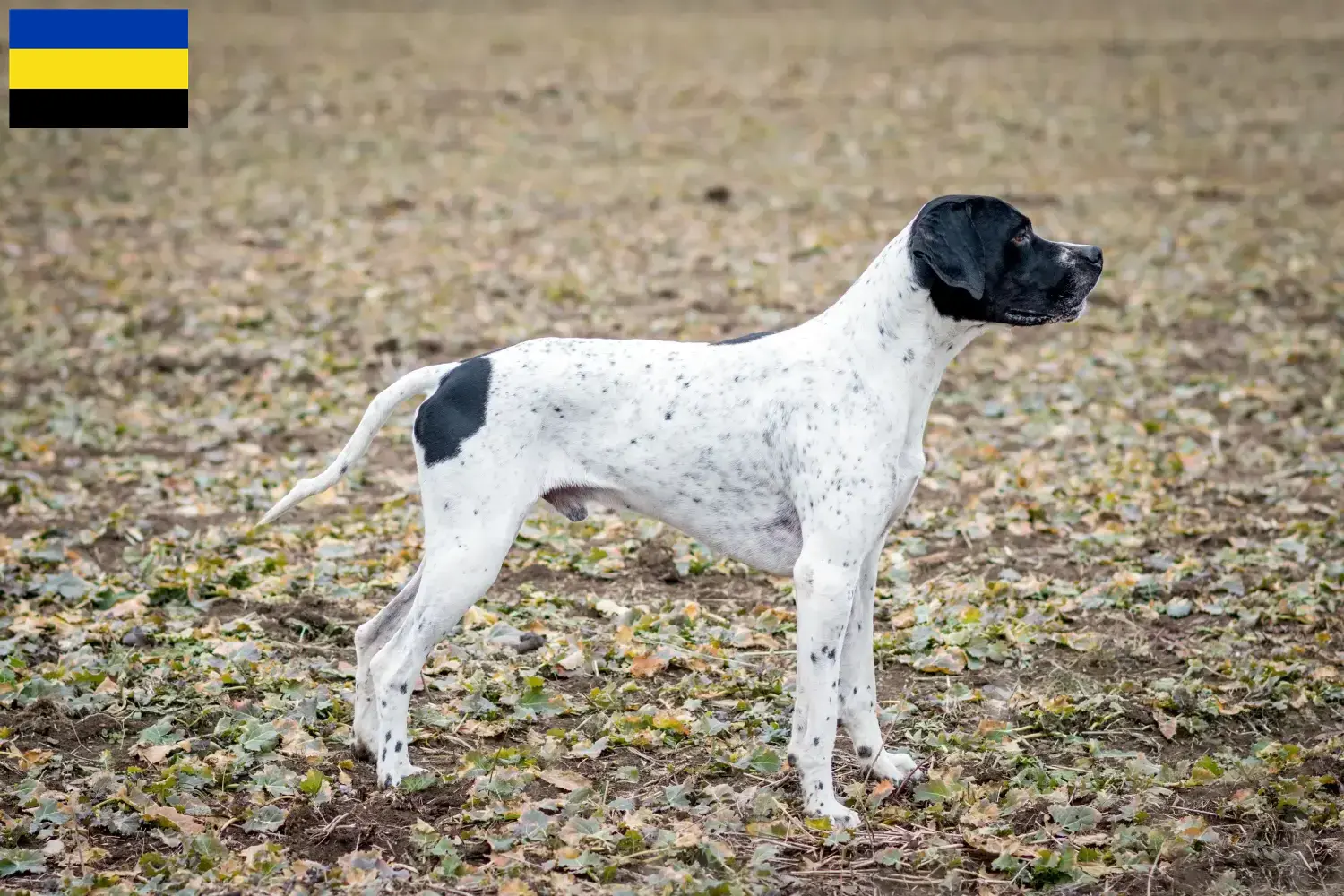 Lees meer over het artikel Braque d’Auvergne fokkers en pups in Gelderland