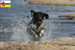 Lees meer over het artikel Braque d’Auvergne fokkers en pups in Limburg